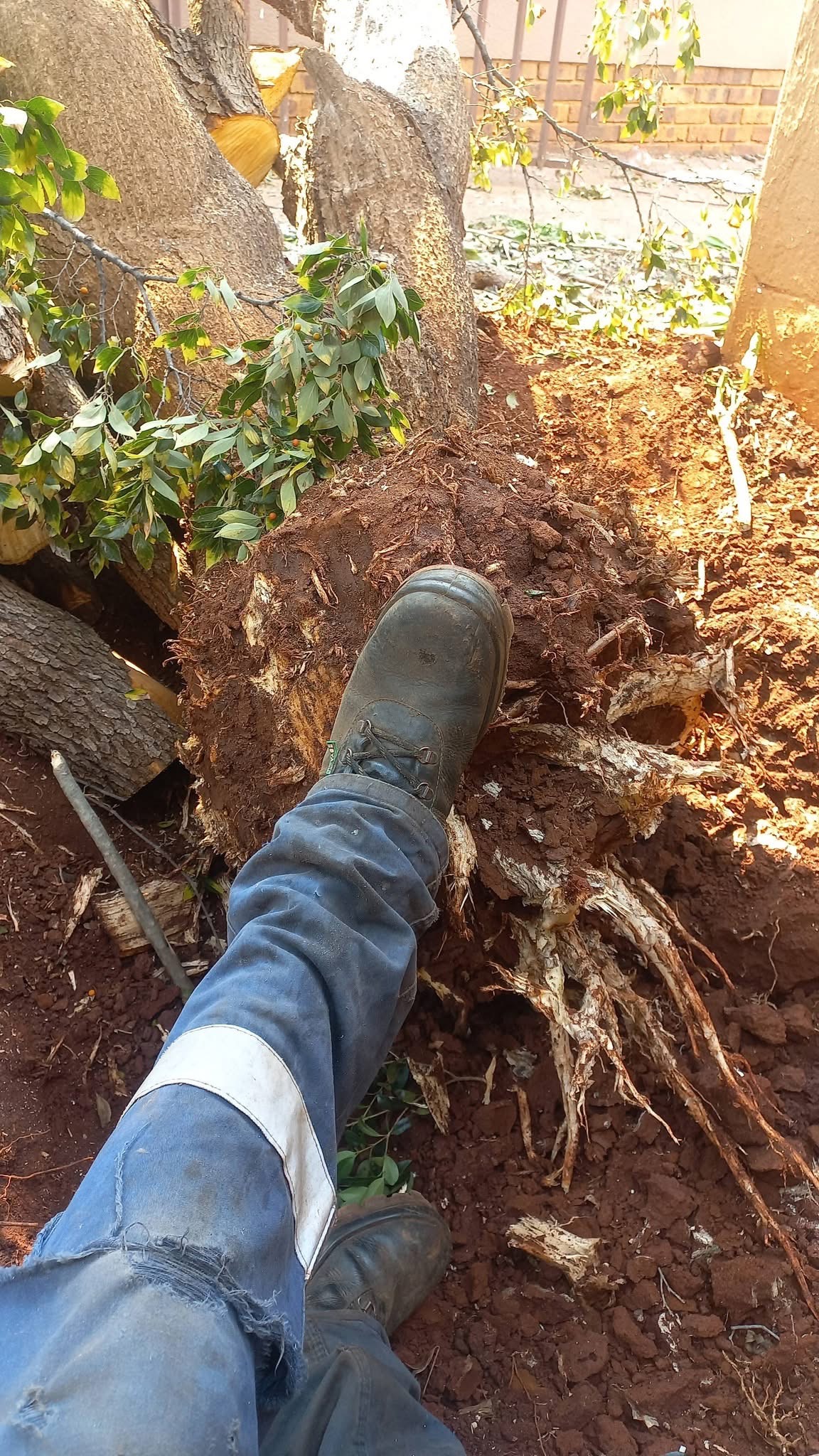Stump removal and poisoning