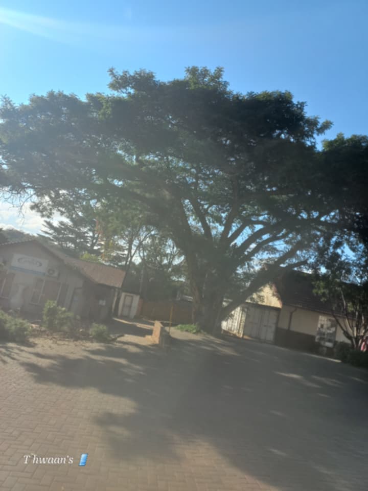 Tree line canopy view