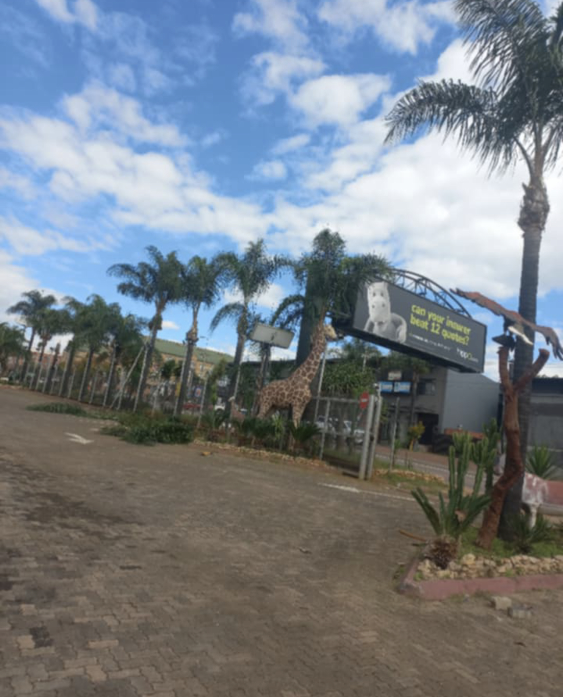 Palm cleaning, cutting and removal