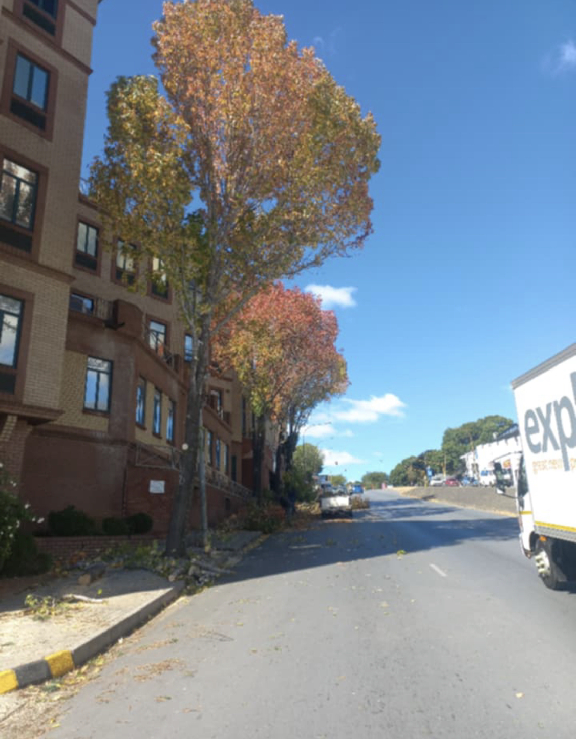 Tree line canopy view